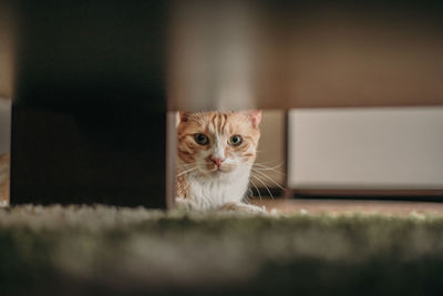 Portrait of kitten by cat