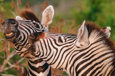 Close-up of a zebra