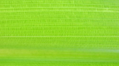 Full frame shot of green leaf