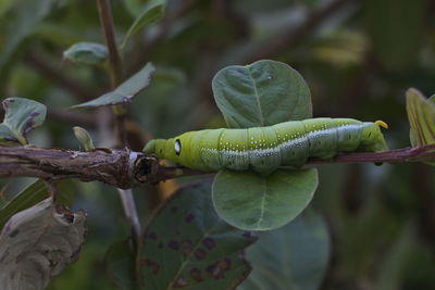 Close-up of insect on plant