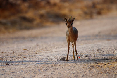 Dik-dik standing on land