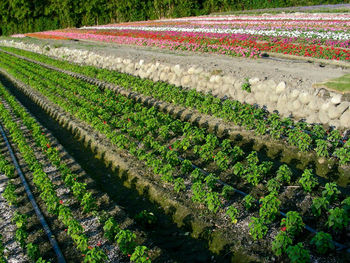 Scenic view of rural landscape