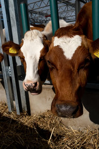 Cows in shed