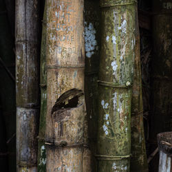 Close-up of bamboo tree trunk in forest