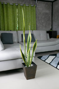 Close-up of potted plant on table at home