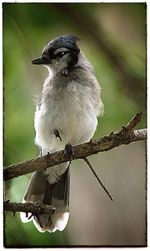 Close-up of bird perching on branch