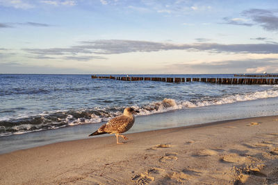 View of seagull on beach