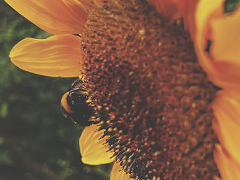 Close-up of sunflower