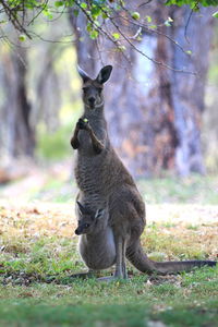 Elephant on land in forest