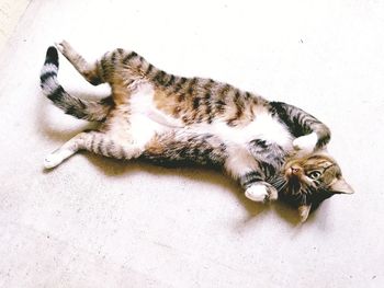 High angle view of cat lying on floor