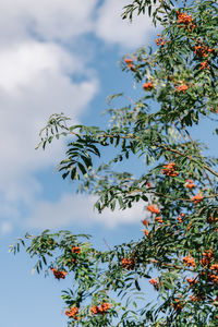 Low angle view of tree against sky