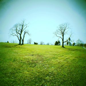 Bare trees on grassy field against blue sky