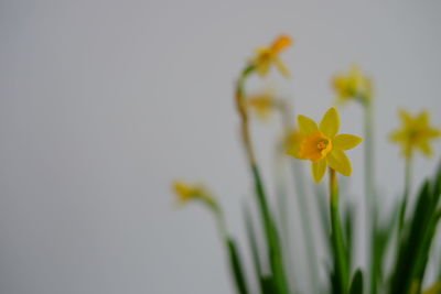 Close-up of yellow flowering plant