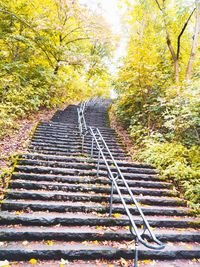 Low angle view of staircase amidst trees