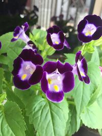 Close-up of purple flowering plants