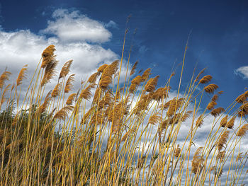 sky