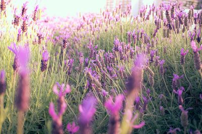 Close-up of purple flowering plants on field