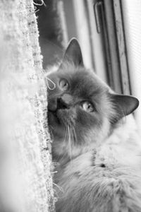Close-up portrait of a cat