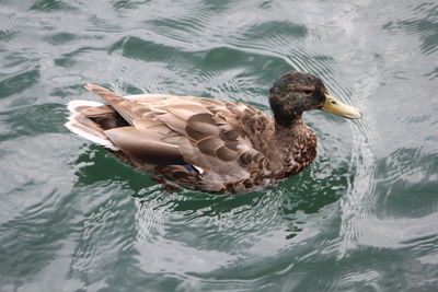 High angle view of mallard duck swimming in lake