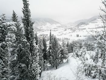 Trees on snow covered landscape against sky