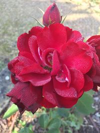 Close-up of wet red flower