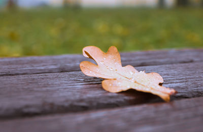 Close-up of autumn leaf on table