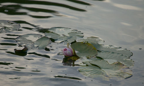 Twilight on the water and lotus bloom