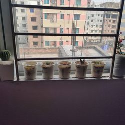 Close-up of potted plants on window sill