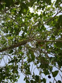 Low angle view of trees