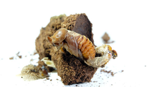 Close-up of a shell over white background