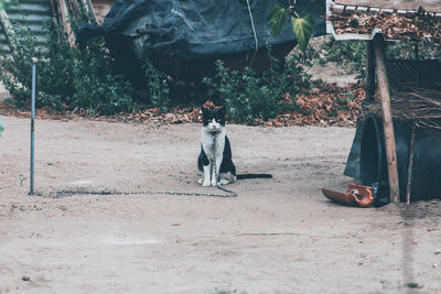 Prisoner cat sitting in park