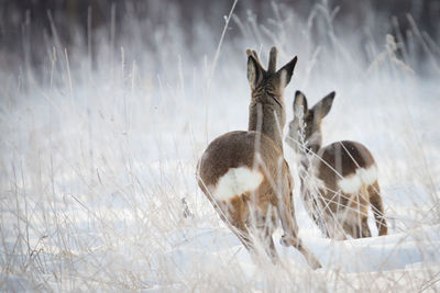 View of roe deer on snow covered land