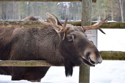 Deer standing in a fence