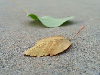 Close-up of fallen leaf