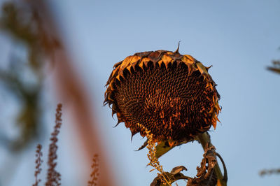 Close-up of butterfly on plant