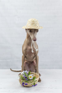 Portrait of dog wearing hat against wall