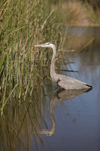 Bird with reflection in water