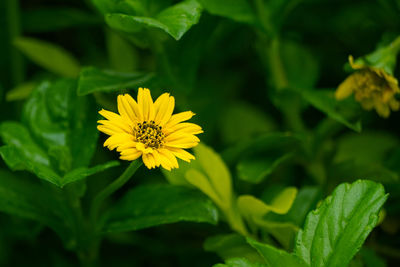 Close-up of yellow flower blooming outdoors