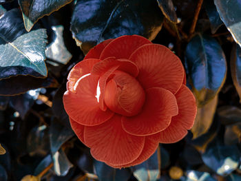 Close-up of red rose flower