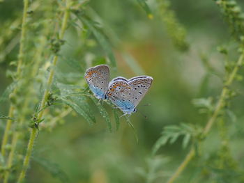 Close-up of butterfly on flower