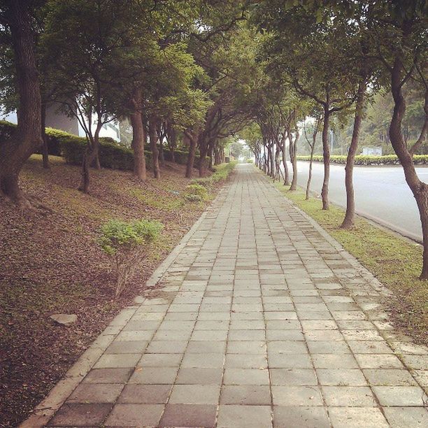 the way forward, tree, diminishing perspective, vanishing point, footpath, tranquility, treelined, growth, nature, tranquil scene, walkway, pathway, sunlight, long, outdoors, park - man made space, day, shadow, narrow, empty