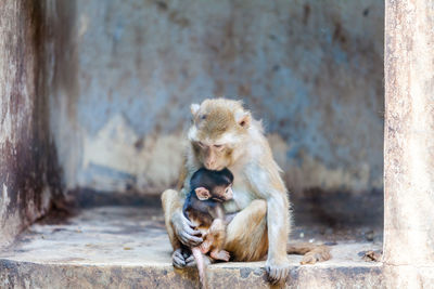 Monkey with baby sitting on built structure