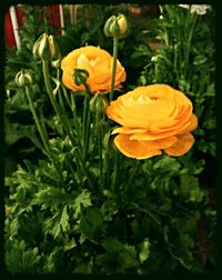 Close-up of yellow flower