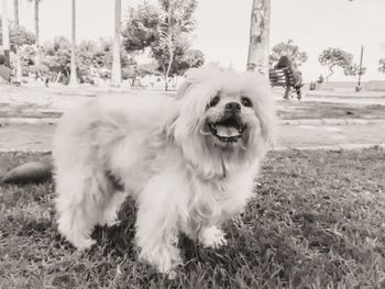 Close-up of dog on field