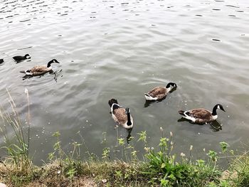 High angle view of mallard ducks swimming on lake