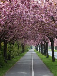 View of cherry blossom trees along road