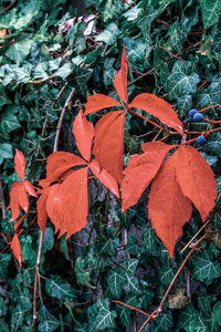 Close-up of orange maple leaves on land