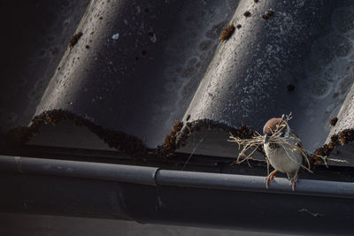 High angle view of insect on glass