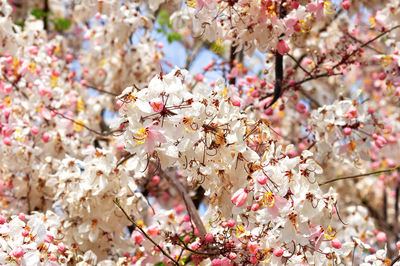 Close-up of pink cherry blossoms in spring