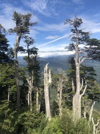 Trees in forest against sky